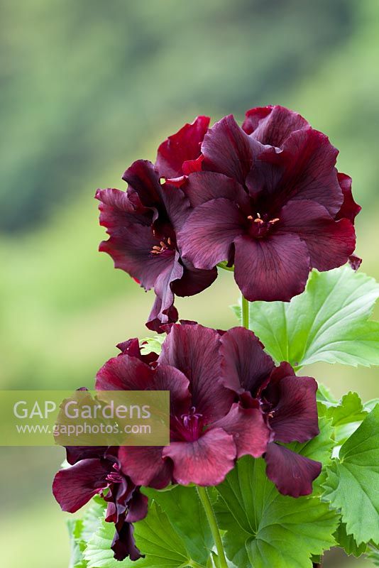 Pelargonium 'Dark Secrets'