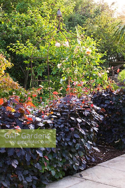 Rusty metal arbour with Rosa and Fagus 'Purpurea' - Purple Beech hedge in front
