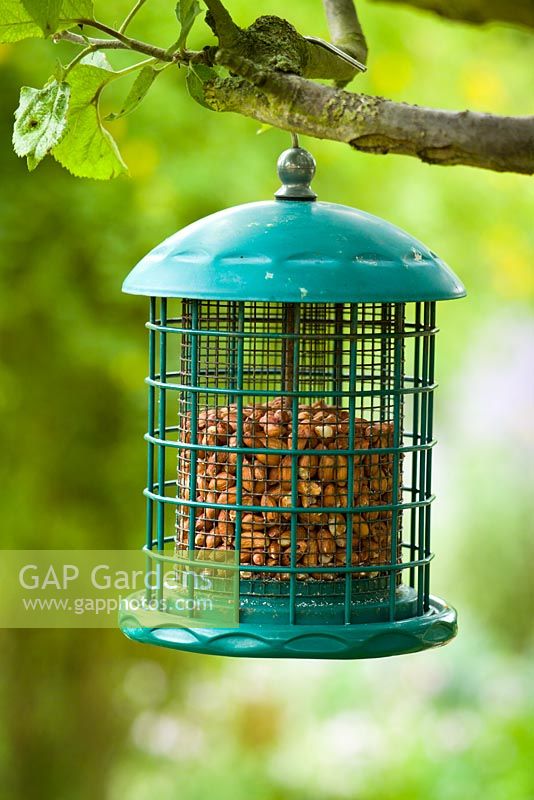 Hanging bird feeder with wire grill filled with nuts