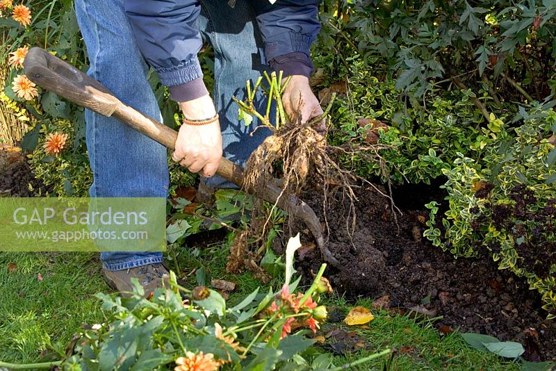 Lifting Dahlias from a border in autumn - digging up tuber