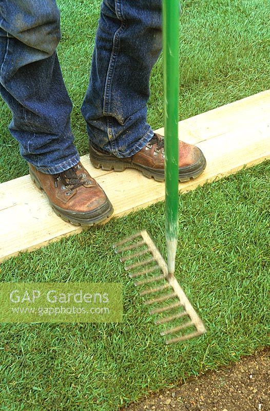 Making a lawn from turf. Firming with a rake whilst standing on a wooden board to protect grass
