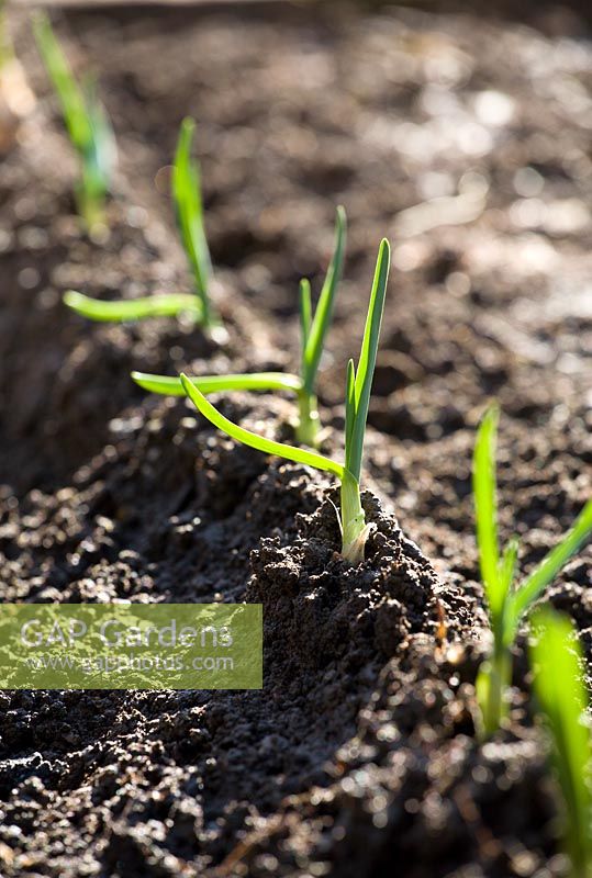 Planting out Garlic - planting on ridges 
