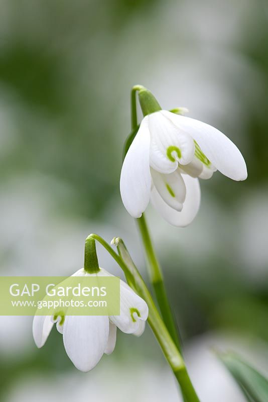 Galanthus nivalis 'Flore Pleno' syn. Galanthus nivalis f. pleniflorus 'Flore Pleno'