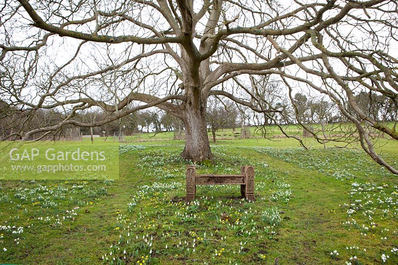 Galanthus - Snowdrops and Eranthis - Aconites under the 200 year old walnut tree at Hanham Court