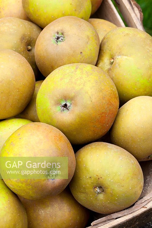 Apple 'Egremont Russet' in a trug