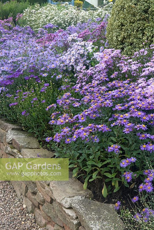 Asters in raised border, Aster 'Violet Queen' in the foreground - The Picton Garden, Colwall, Worcestershire