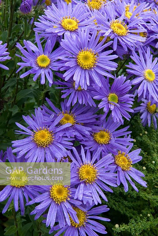 Aster 'Grunder' - The Picton Garden, Colwall, Worcestershire