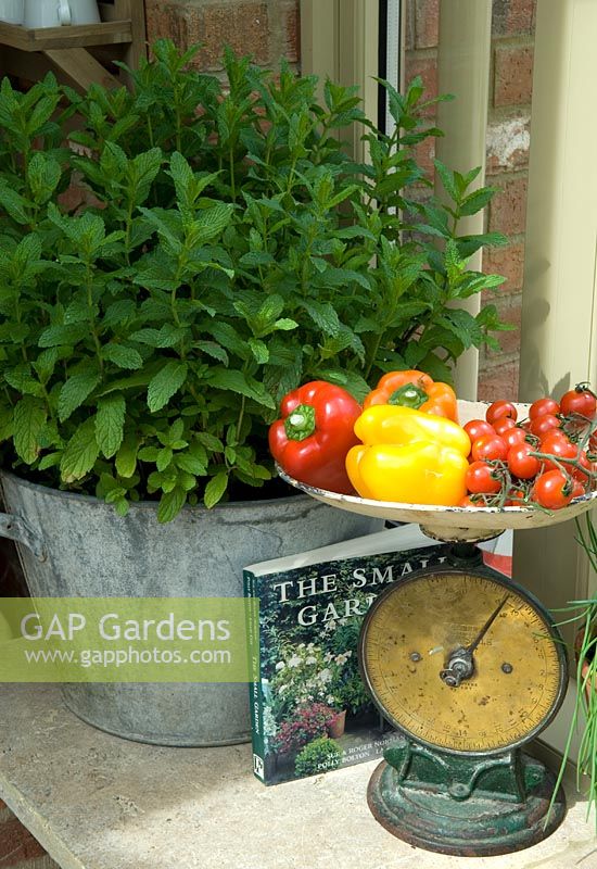 Large container of mint and old scales with peppers and tomatoes on kitchen worktop - Alitex Ltd/RHS Chelsea Flower Show 2011