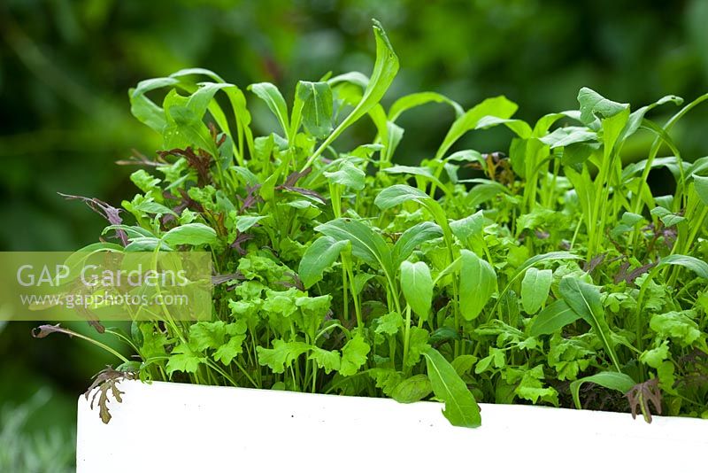 Baby salad leaves mixture grown in old polystyrene fish box. Includes Cress 'Bubbles', mibuna and Mustard 'Red Frills'
