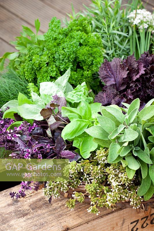 Harvested herbs in a shallow wicker basket including sage, basil, rosemary, parsley, and fennel