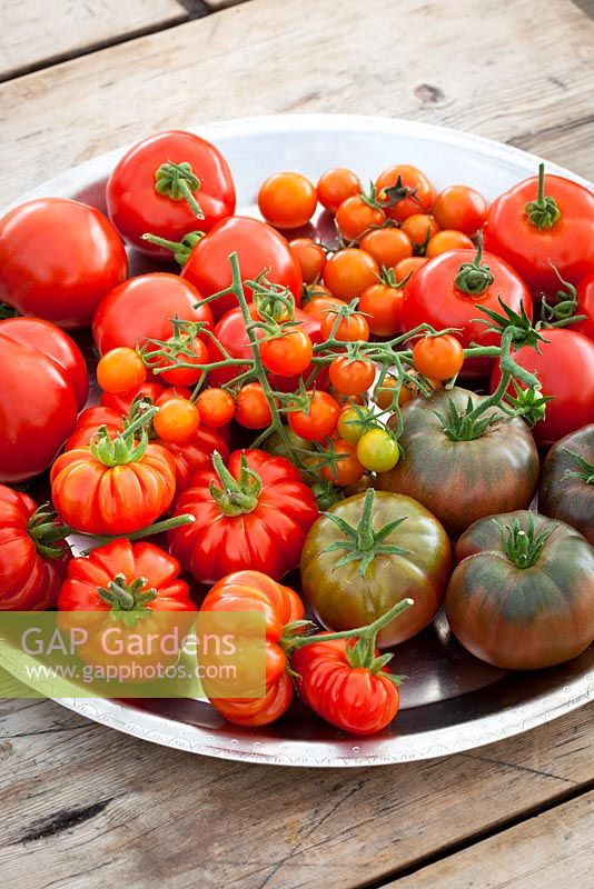 Tomatoes on a silver plate. T. 'Black Krim', 'Sungold', 'Costoluto Fiorentino' and 'Ferline'