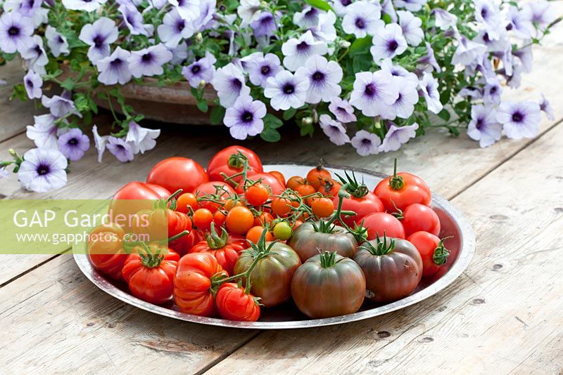 Tomatoes on a silver plate. T. 'Black Krim', 'Sungold', 'Costoluto Fiorentino' and 'Ferline'. Pot of Petunia 'Blue Vein' in the background