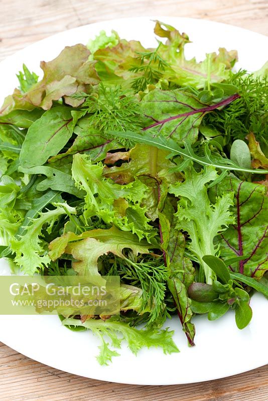 Summer baby leaf salad leaves on a plate. Wild rocket, Mustard, Sorrel, Lettuce, Carrot leaf