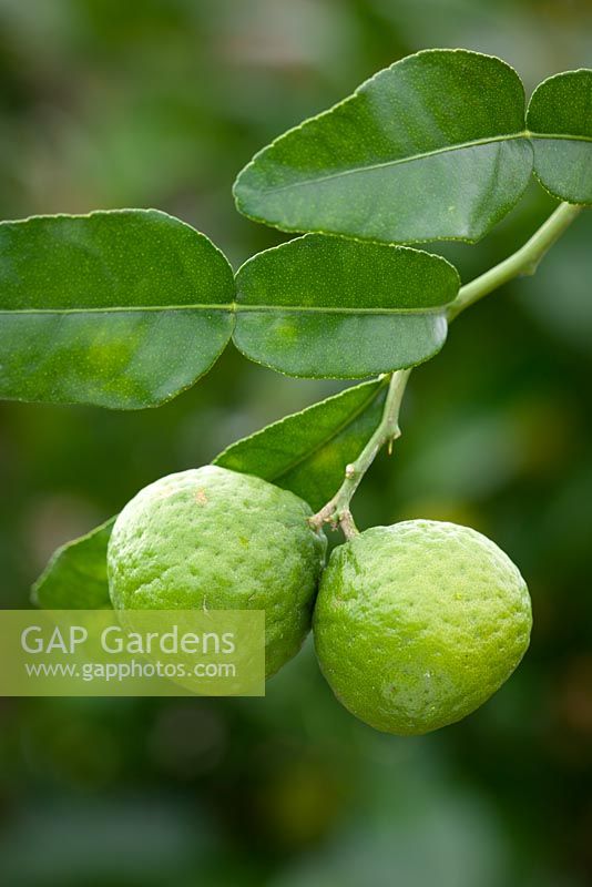 Citrus x hystrix - Kaffir Lime grown indoors