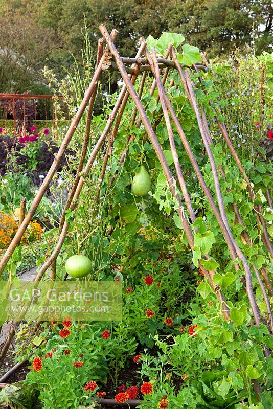 Gourds growing over tent structure made of poles in the potager at De Boschhoeve