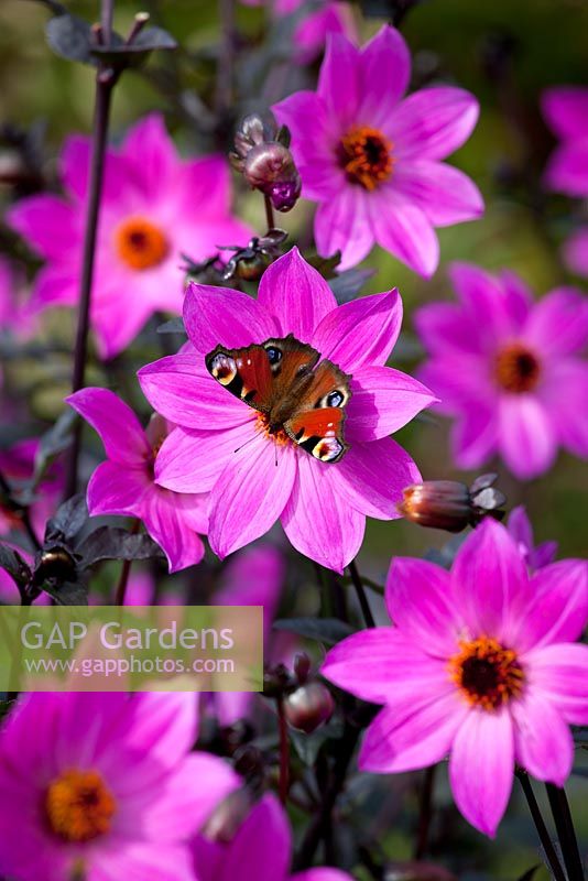 Dahlia 'Magenta Star' with butterfly