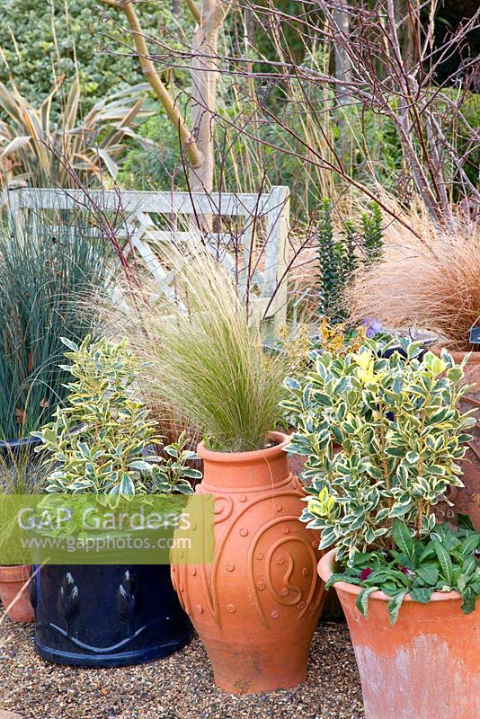 Winter patio with Stipa tenuissima, Juncus patens 'Carmans Gray', Carex buchananii 'Red Rooster' and Euonymus japonicus