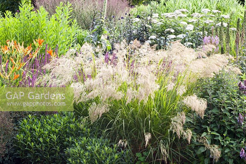 Achnatherum brachytrichum, Calamagrostis brachytricha, Hemerocallis, Salvia nemorosa and Achillea