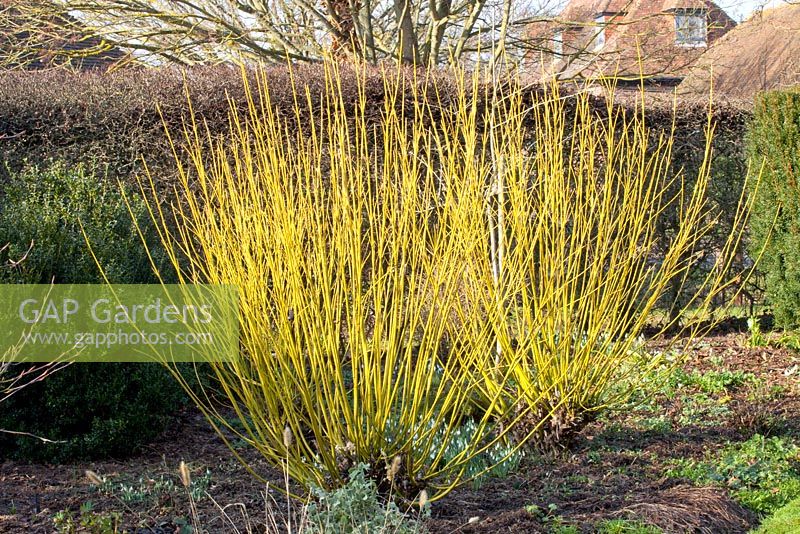 Cornus stolonifera 'Flaviramea' underplanted Galanthus gracilis