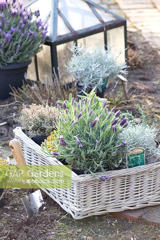 Basket with herbs ready for planting including Lavandula, Thymus, Helichrysum italicum and Salvia officinalis