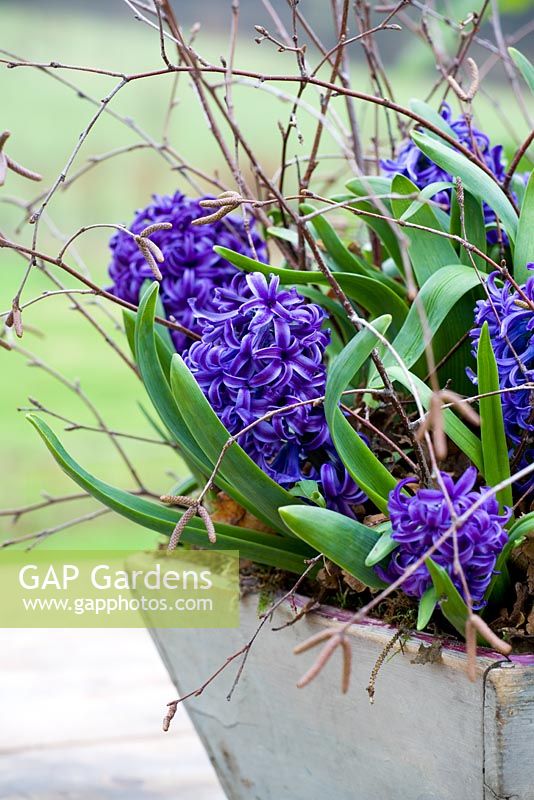 Hyacinthoides 'Peter Stuyvesant' - Forced hyacinths in a wooden container 
