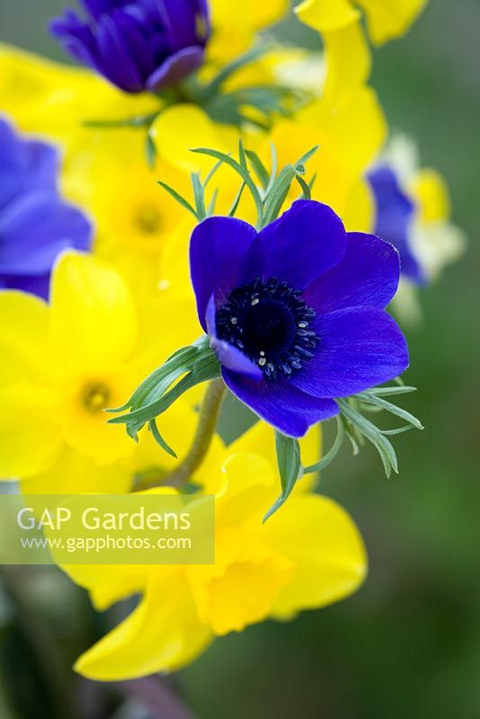 Anemone coronaria 'Mr Fokker' with Narcissus in vase