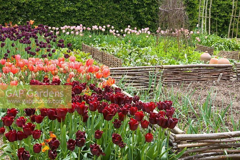 Tulips in the vegetable garden at Perch Hill in spring. Low woven hazel fences