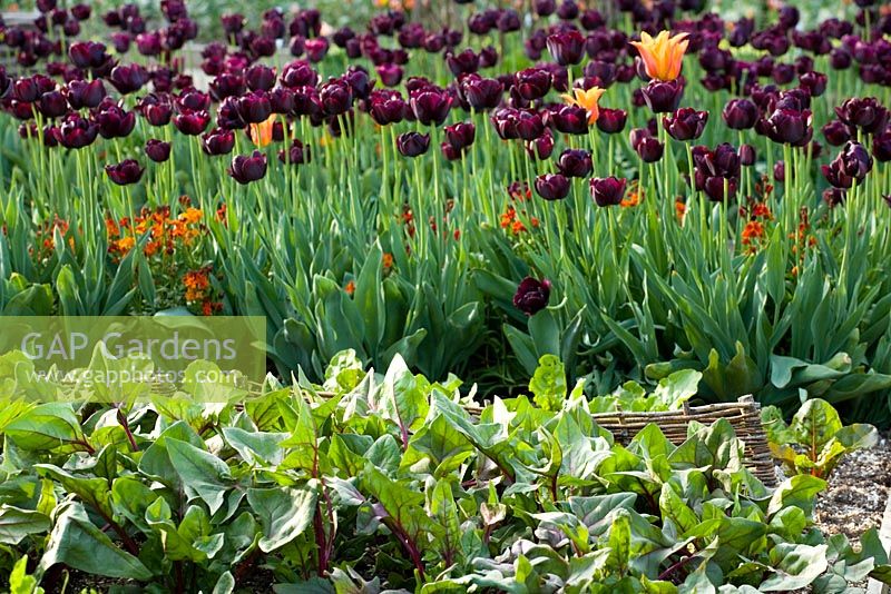 Looking over spinach towards tulips in the vegetable garden at Perch Hill