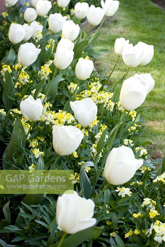Tulipa 'Ivory Floradale' with Erysimum 'Primrose' at Perch Hill