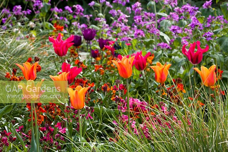 Tulipa 'Ballerina' and 'Doll's Minuet' with wallflowers and honesty in the cutting garden at Perch Hill