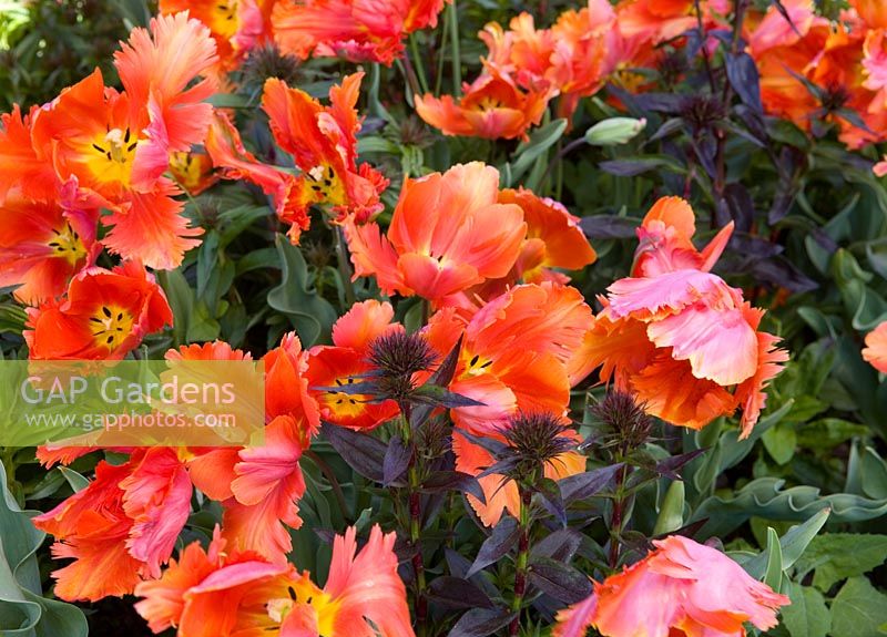 Tulipa 'Orange Favourite' with Dianthus barbatus foliage