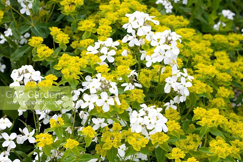 Hesperis matronalis 'Alba' with Euphorbia oblongata