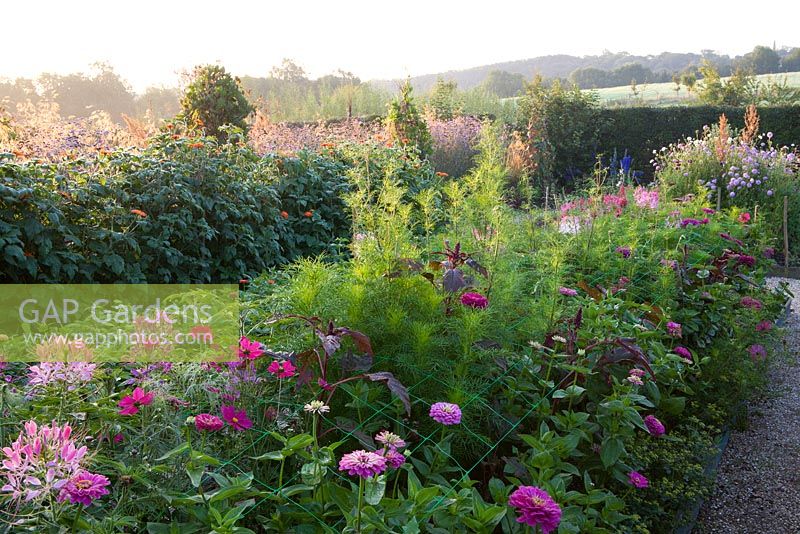 The cutting garden at Perch Hill in early autumn. Zinnias, cosmos, cleome and scabious. Green wire mesh support