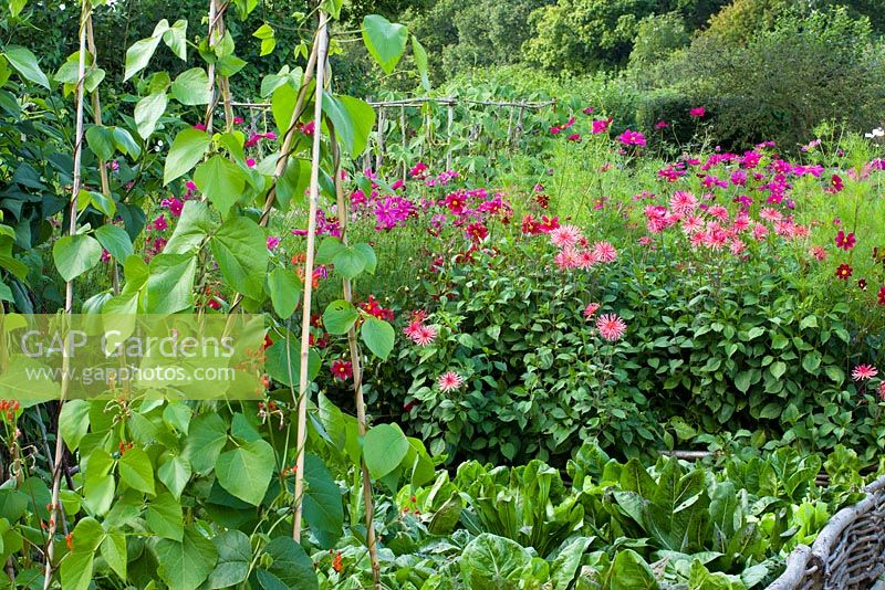 The vegetable garden at Perch Hill in autumn. Runner beans, Dahlia 'Pontiac' and Cosmos 'Dazzler'. Woven hazel edging