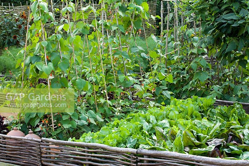 Runner beans in the vegetable garden at Perch hill