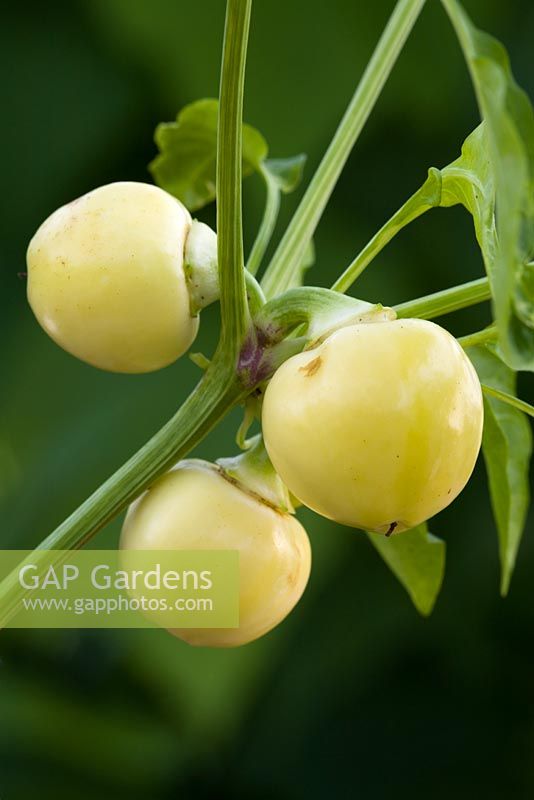 Chilli 'White Cherry'