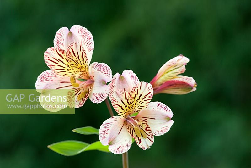 Alstroemeria 'Elvira'