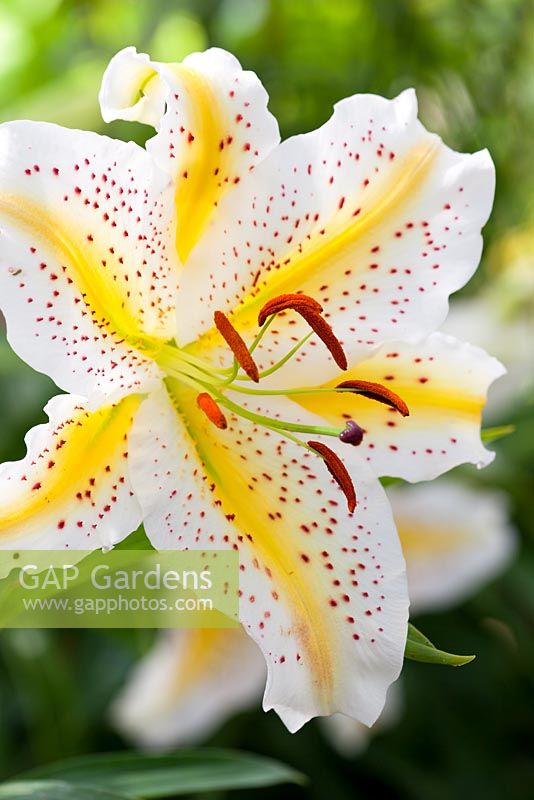 Lilium auratum 'Gold Band'. Sometimes also  known as Golden Rayed Lily syn. Lilium auratum var. platyphyllum