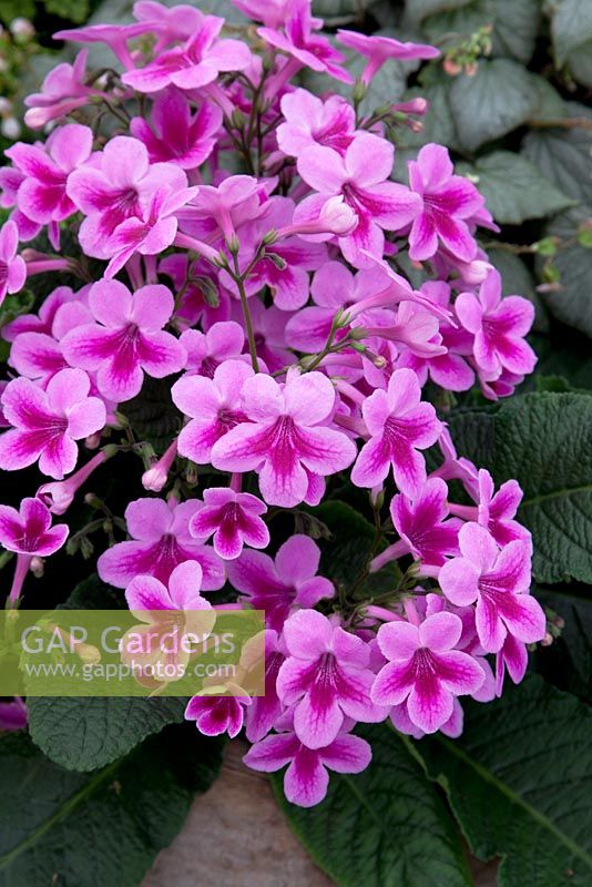 Streptocarpus Queen Olympus