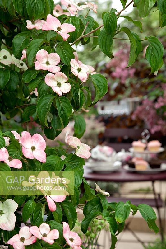 Cornus kousa Salomi with table chairs and tea setting