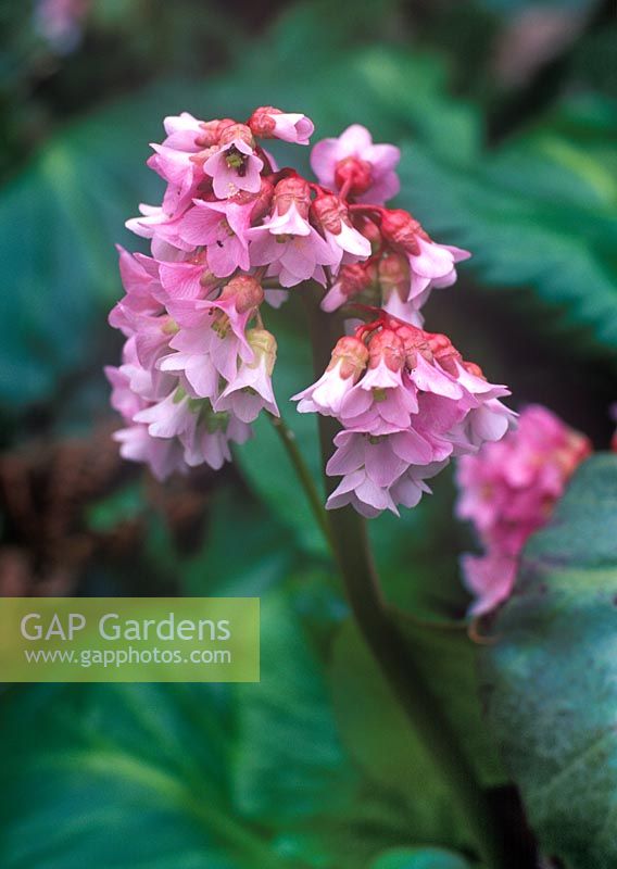 Bergenia Baby Doll