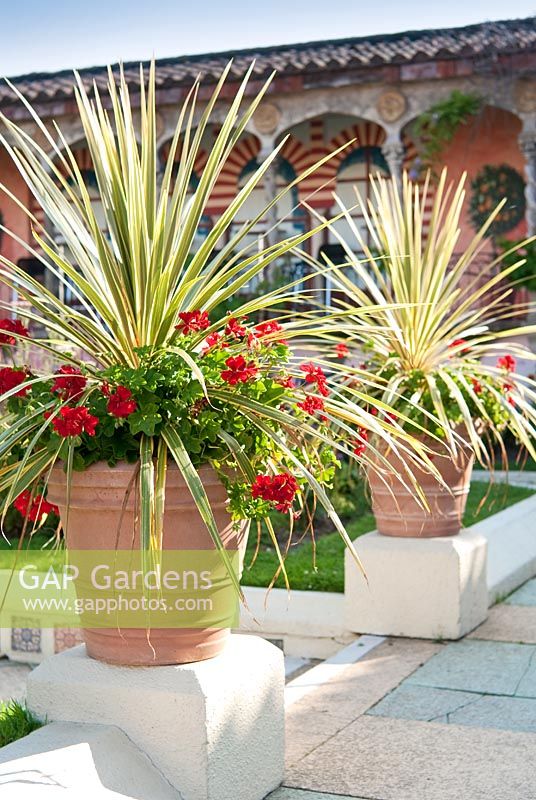 Cordyline and Pelargonium in containers in The Spanish Garden at The Roof Gardens, Kensington