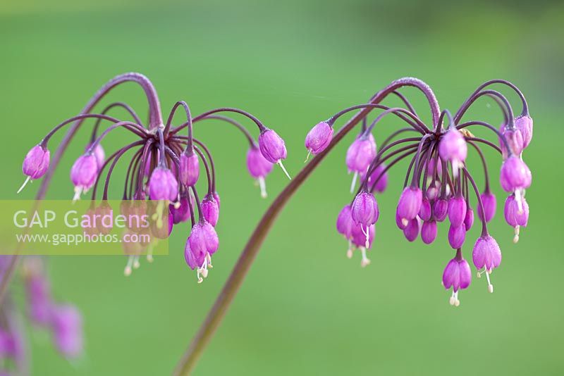 Allium cernuum