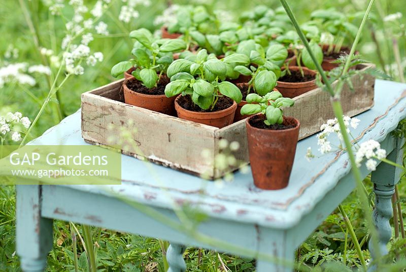 Ocimum basilicum - Basil seedlings in terracotta pots in a wooden tray on a table, surrounded by wild grass and cow parsley.