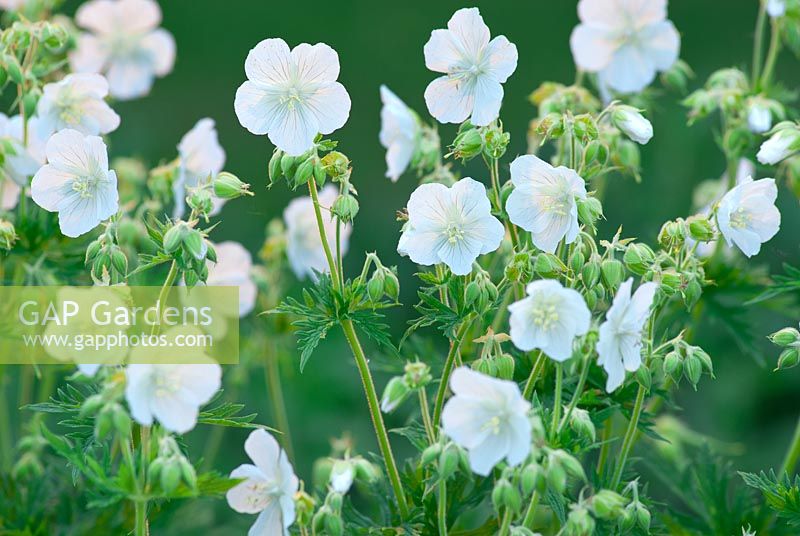 Geranium pratense var. pratense f. albiflorum - Galactic, Meadow Cranesbill, June