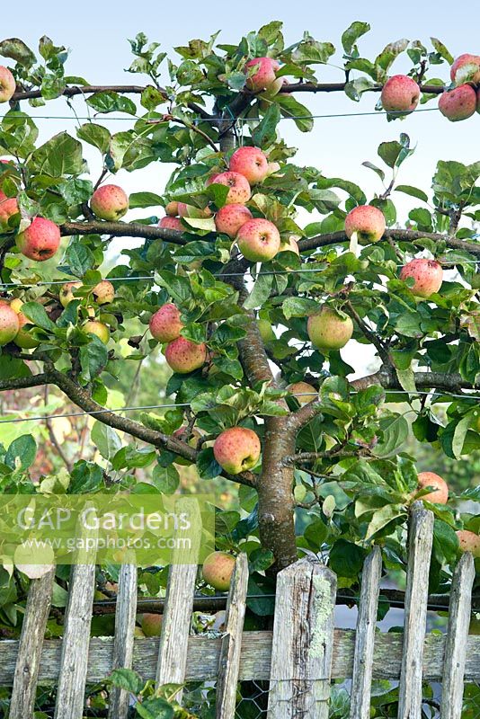 Malus 'Monarch' - Apple, September
