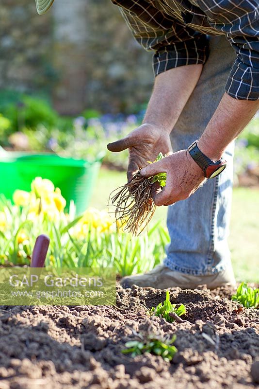 Gardener planting out divided Helenium plants in April
