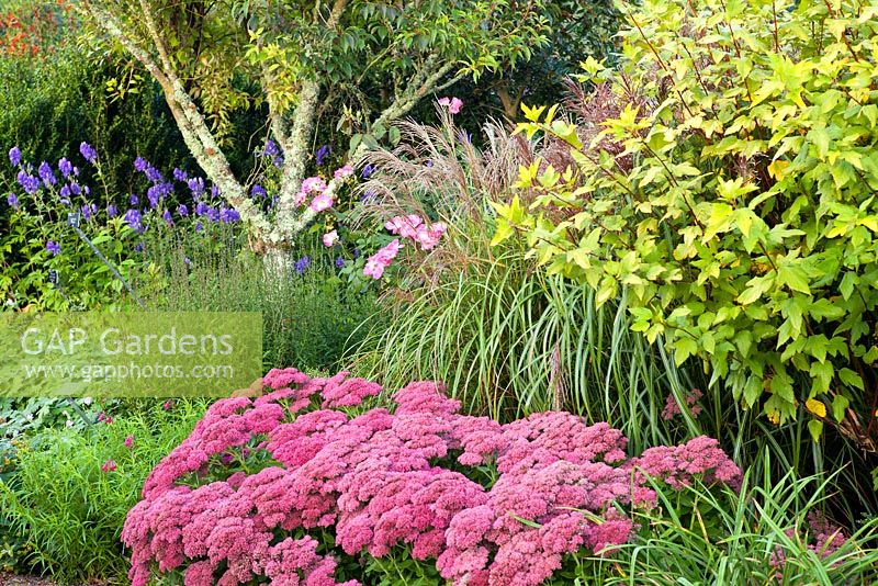 Mixed border of Aconitum carmichaelii 'Arendsii group', Geranium x oxonianum 'Claridge Druce', Hemerocallis 'Jake Russell', Lythrum virgatum 'The Rocket', Miscanthus sinensis 'Kleine Silberspinne', Physocarpus opulifolius 'Luteus', Prunus 'Geraldinae', Rosa 'Erfurt', Sedum Herbstfreude' - RHS Garden Rosemoor, Great Torrington, Devon, September