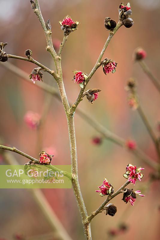 Parrotia persica - Persian Ironwood