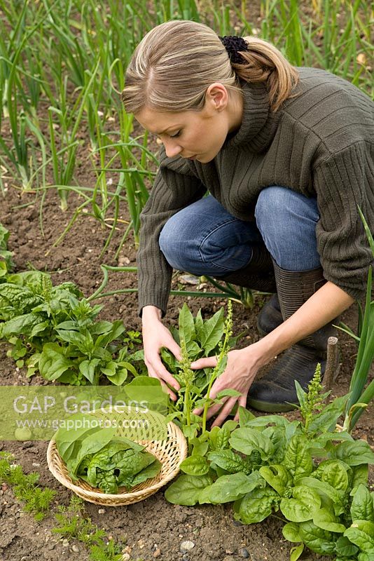 Spinach Bloomsdale - woman harvesting spinach 